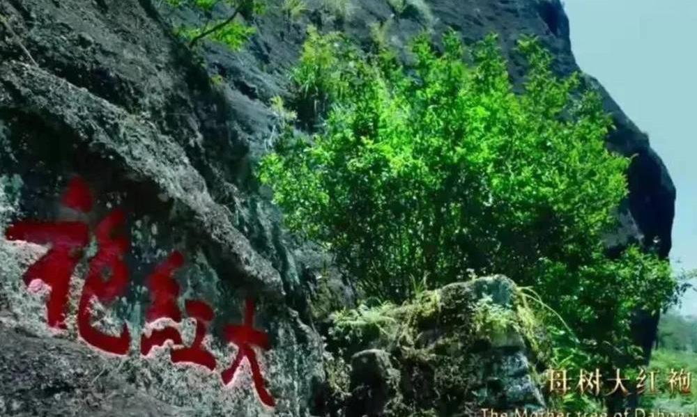 武夷岩茶的三个代表品种