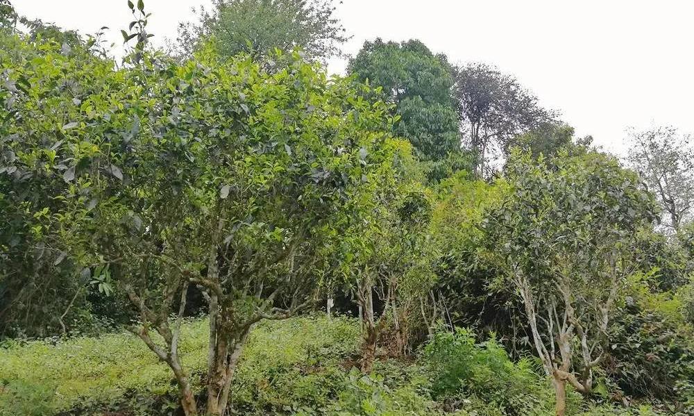 普洱茶都是越存越好吗?答案让人惊讶