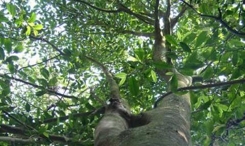 可远观而不可亵玩焉!得一两而品之,足矣!