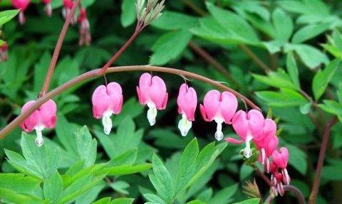 春意盎然，携一抹花香入心