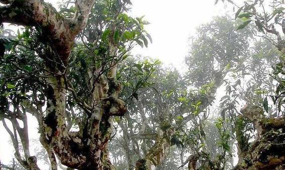 茶叶真的要以树龄论英雄吗？上万年古树茶好喝吗？