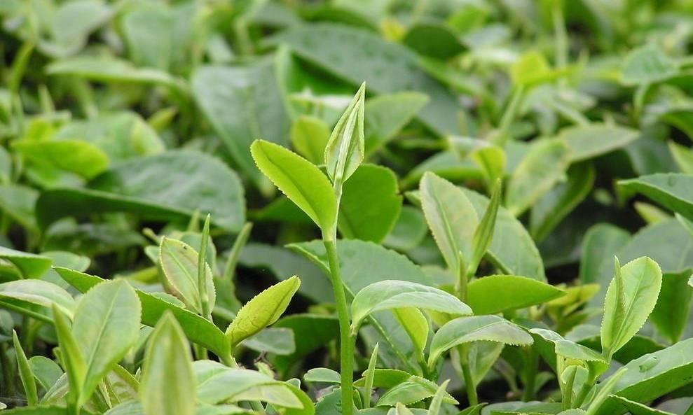 茶叶价高,高在茶外