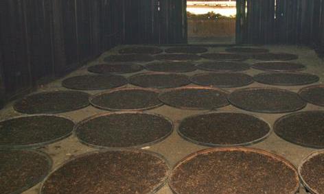 红茶为什么能养胃?为何有时会伤肠胃?