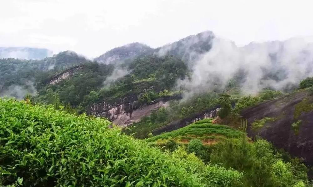 岩茶“行话”,听得懂3个就是老茶客!