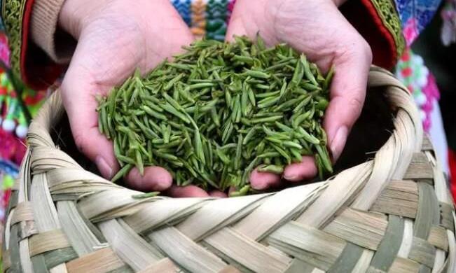 四川筠连县 早茶出山记