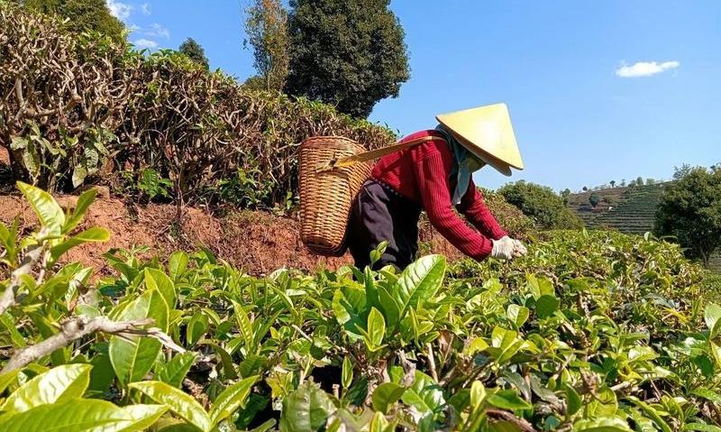 春天来普洱,喝最“鲜”的茶