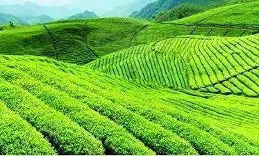中国绿茶哪家强?各省名优绿茶盘点