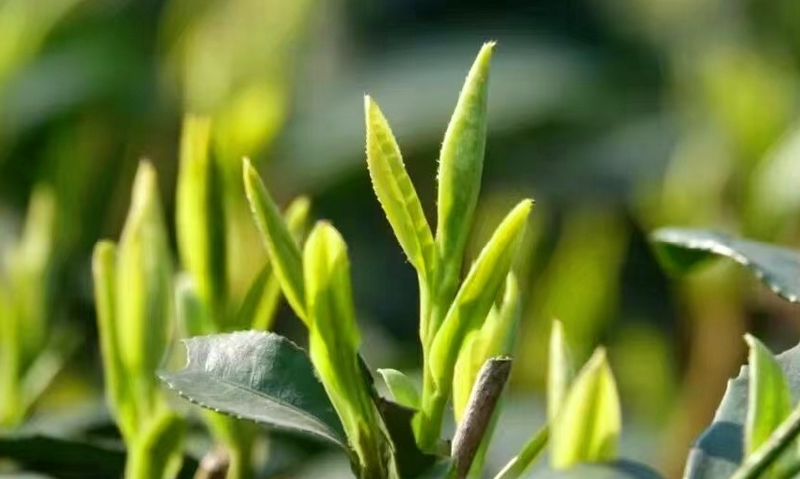 汉中茶叶四大区域公用品牌之汉中仙毫