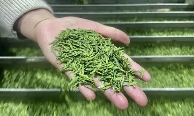 早茶节刚结束,茶商排起轮子采购筠连早茶
