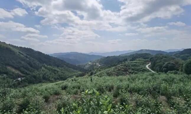 十家杭企认购千亩茶园 杭州山海协作“共富茶园”在泰顺启动