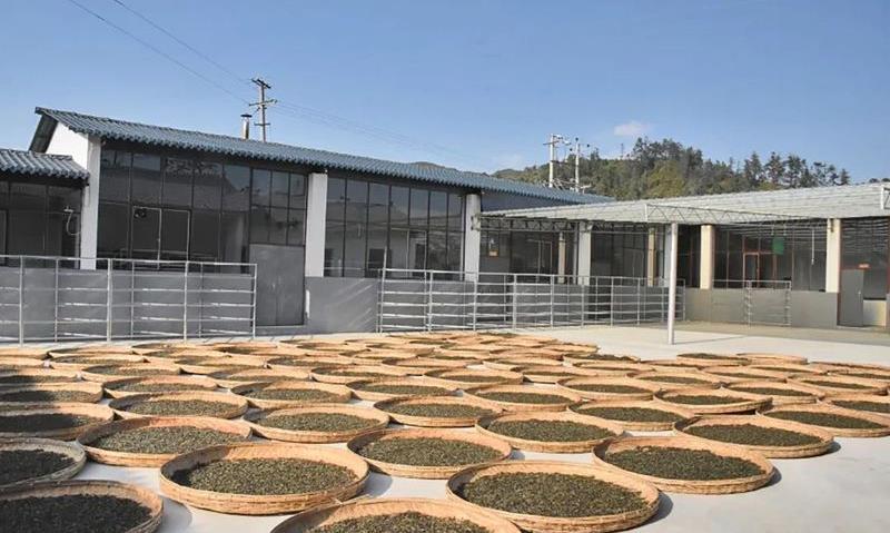 昌宁温泉镇:“两新”组织提振茶产业发展动能
