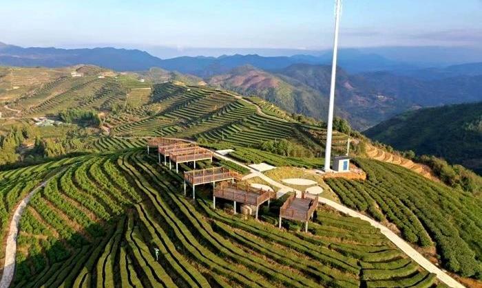 谢细和:推动茶旅融合 赋能乡村振兴