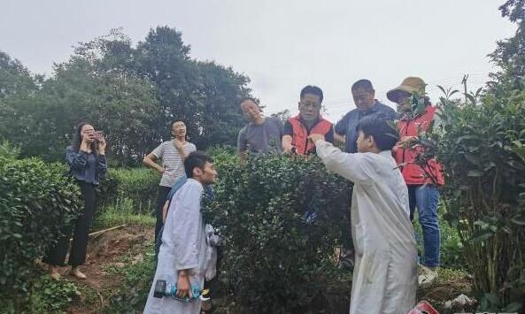 昭通大关:人才引擎激活茶产业发展新动能
