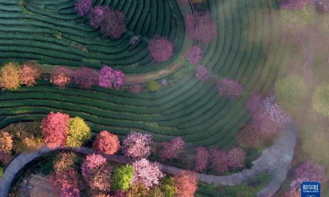 福建漳平:万亩茶园樱花开