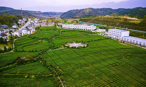 品牌引领,国茶振兴,茯茶之都,幸福咸阳|第十八届中国茶业经济年会将在咸阳举办