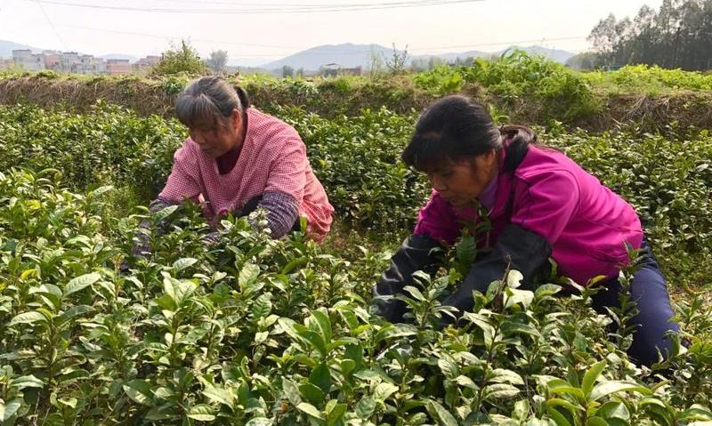 石桥镇:全力打造三大千亩茶园 为做大做强六堡茶产业贡献石桥力量