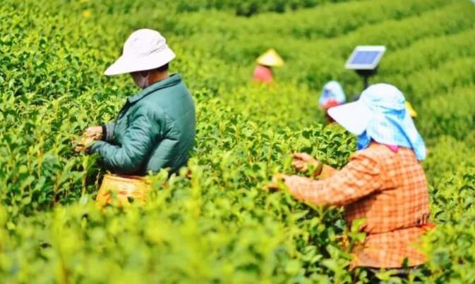 “安吉白茶” 品牌成功的原因