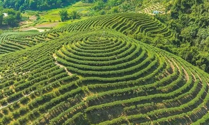 一周热门:各地春茶发展情况、大益精品孔雀、贵州栗香方案