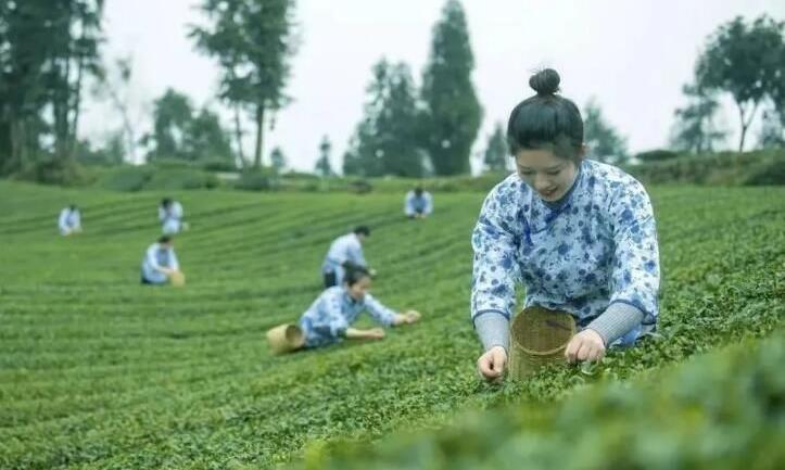 三年行动方案出炉!眉山茶产业高质量发展这样干