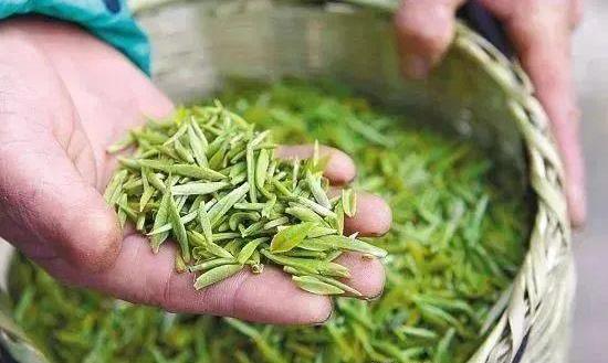 春茶上市勿冲动,头采头春分清楚