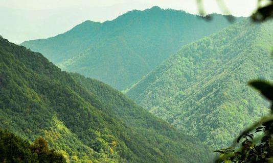 香韵独特凤凰山,澜沧古茶2023年寻味问茶之旅
