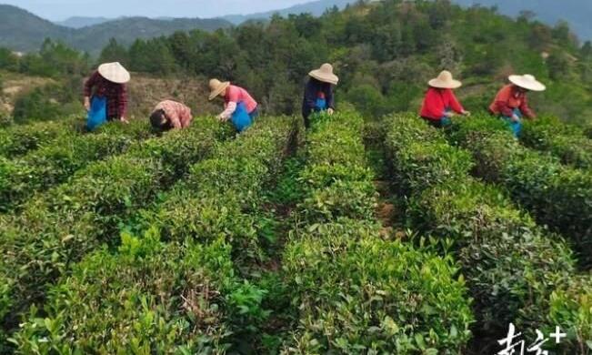 广东茶叶生产预报:天气回暖有利茶芽萌发,需关注茶园病虫害