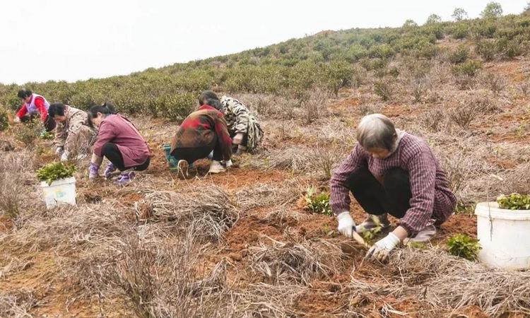 崇阳县青山镇:万亩茶园管护忙 只待春茶溢新香