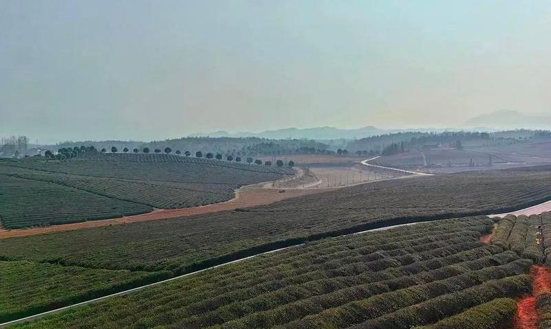 早春行动,赤壁市茶叶协会实地考察万亩茶园