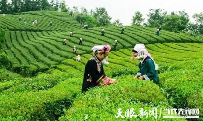 普安:古茶树之乡奏响富民协奏曲