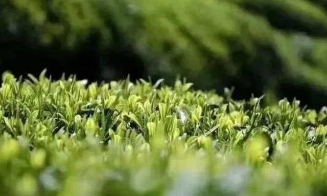 南方多地陆续开采春茶