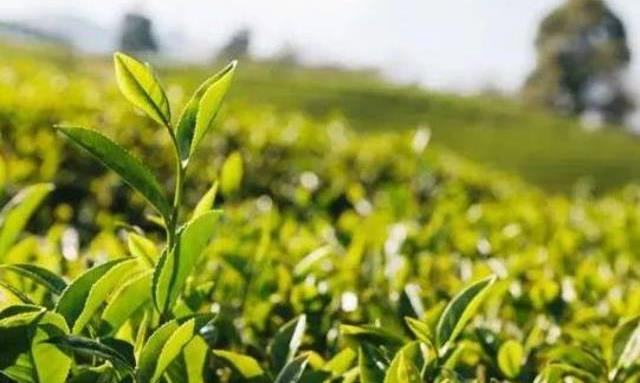 绿茶的“​蒸炒烘晒”味道各有不同，你喜欢哪一种？