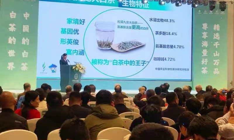松溪九龙大白茶亮相中国白茶城福州服务中心