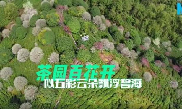 广西昭平:茶园百花开 似五彩云朵飘浮碧海