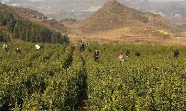 贞丰:近十万亩春茶吐新芽 昔日荒山变绿洲
