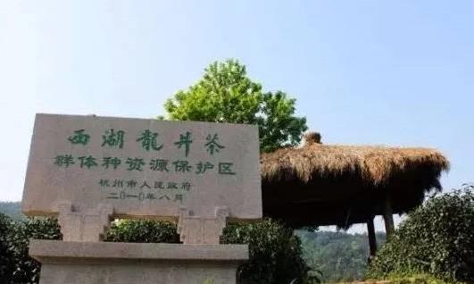 为何西湖龙井是扁平状的？