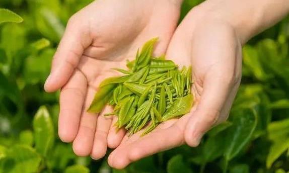 春天来了，春茶这些知识点你知道吗？