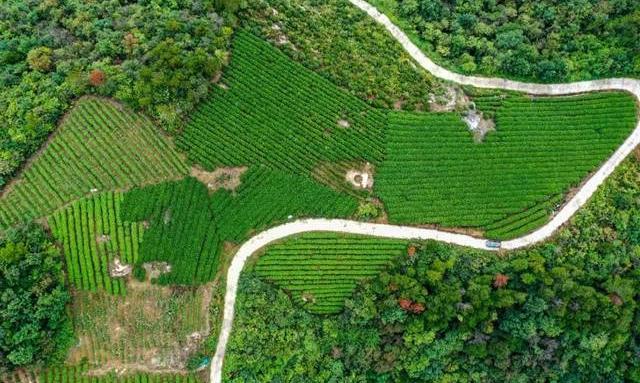 宋茶四韵：和、德、雅、新