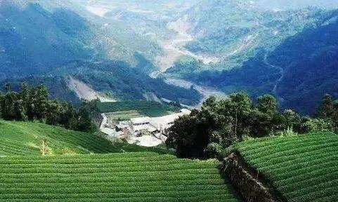 高山茶与平地茶的区别