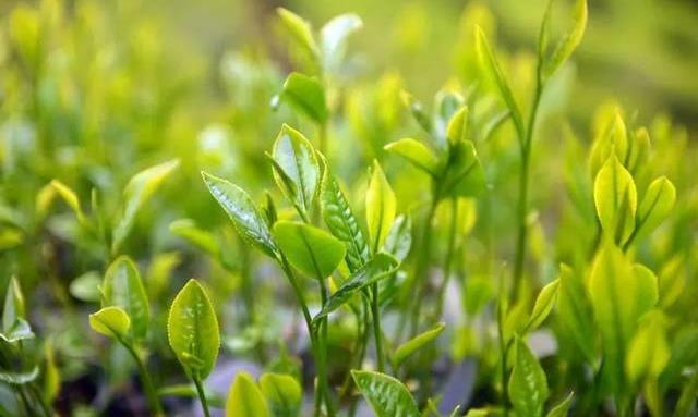 中国顶级茶叶排行榜，看完才知道，很多好茶可能你都没喝过