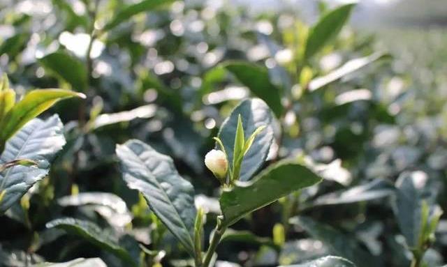茶芽知多少