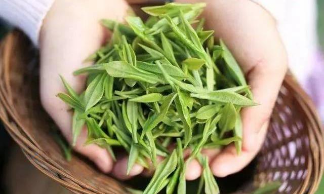 喝春茶的好处