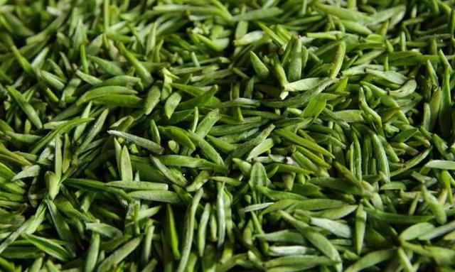 为什么说喝春茶没必要“洗茶”?