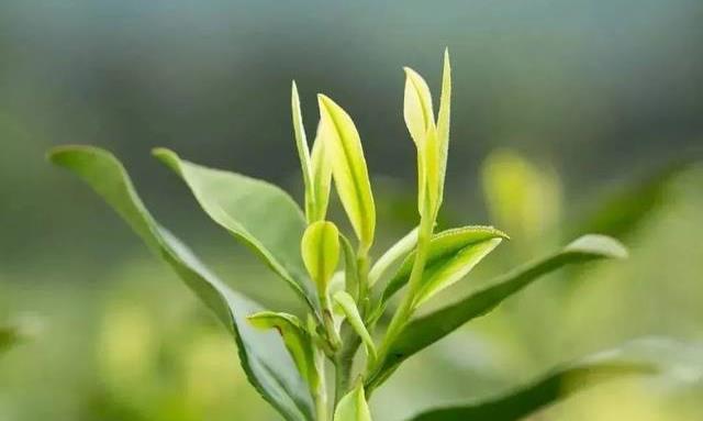 白茶、白化茶、白毛茶你分清楚了吗?