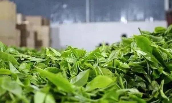 资深茶农教你怎么辨别古树茶