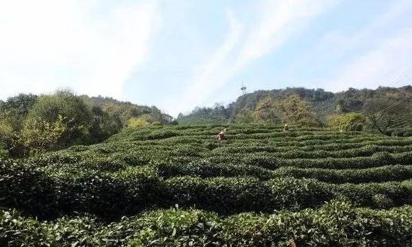 寸金寸两明前茶,后来居上雨前茶