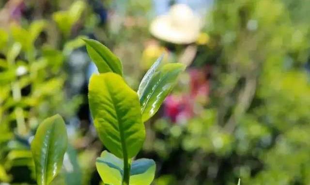 老班章、新班章、大班章,到底有什么区别?