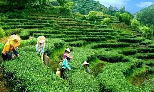 “山水云城,一叶飘香”——都匀毛尖茶
