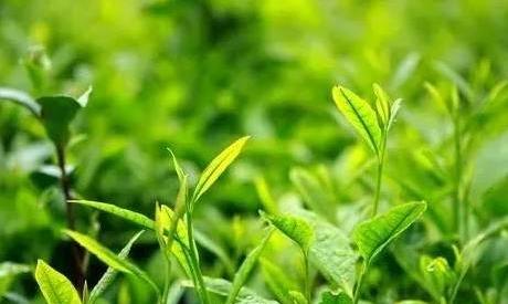 绿茶什么茶比较好?九种绿茶精选