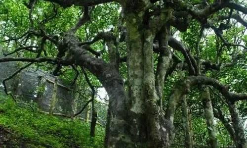 普洱茶里的野生茶、台地茶、乔木茶、古树茶怎么区分?
