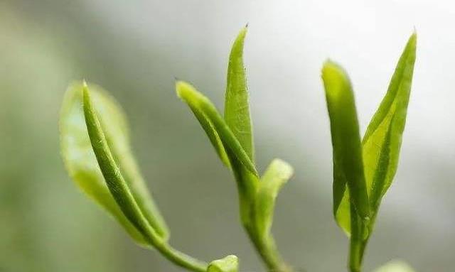 什么样的绿茶更耐泡?